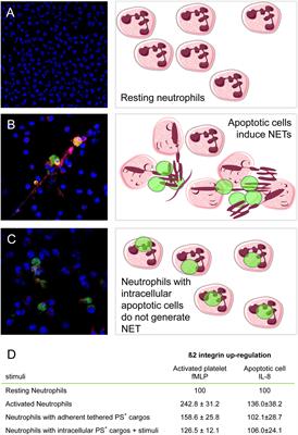 The Neutrophil’s Choice: Phagocytose vs Make Neutrophil Extracellular Traps